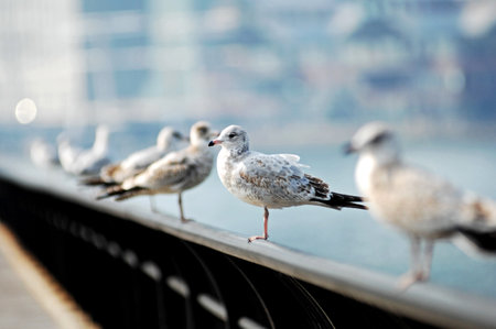 Seagulls on the railing of the bridge in the cityの写真素材