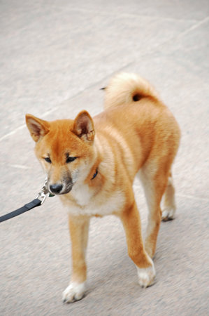 Shiba inu dog on a leash. Shiba inu is a Japanese breed of dog.の写真素材