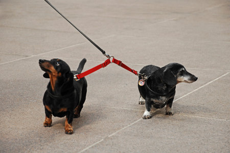 Two black and tan dachshunds on a leash.の写真素材