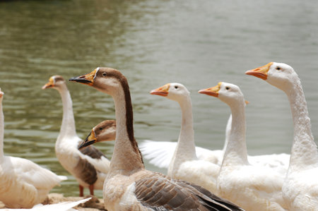 geese on the lake in the park, closeup of photoのeditorial素材