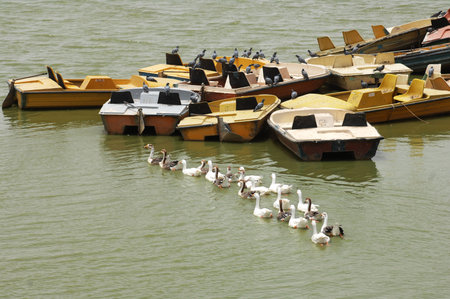 Seagulls and ducks on a boat in the river.のeditorial素材