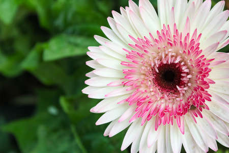 the colorful barber ton daisy Flower
