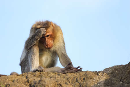 the funny Expressions of monkey