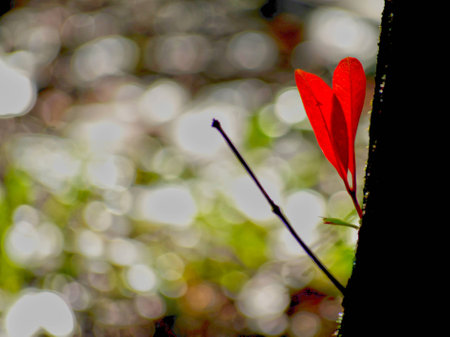 Beautiful background Of Nature