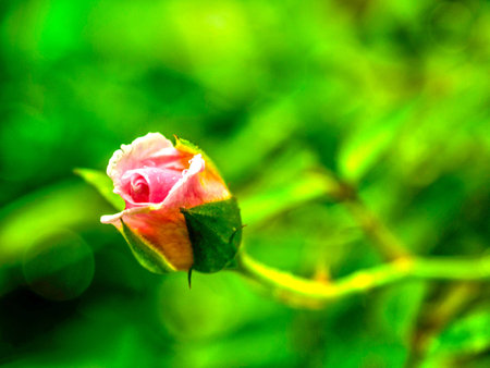 Natural Beauty Of Flowersの写真素材