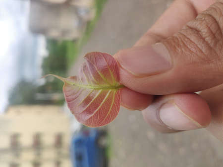 The Ultimate Revelation Of Single Plant.の写真素材