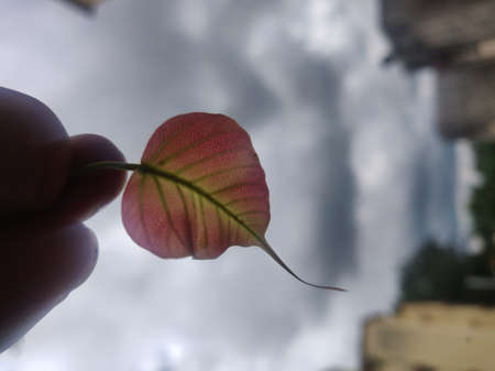 The Ultimate Revelation Of Single Plant.の写真素材