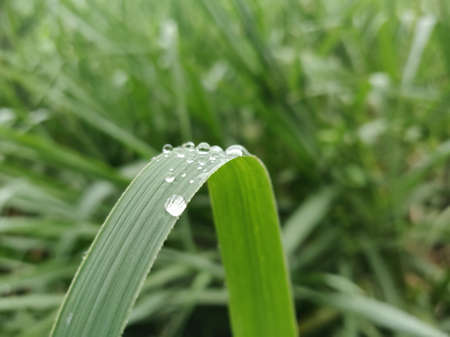 You Will Never Thought That Knowing Dewdrop On Plant Could Be So Beneficial!の写真素材