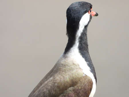 wide angle with close up look of birds in august