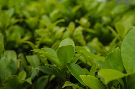 Green leaves background