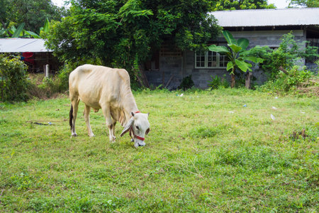 Cow is eating grass on a fieldの写真素材