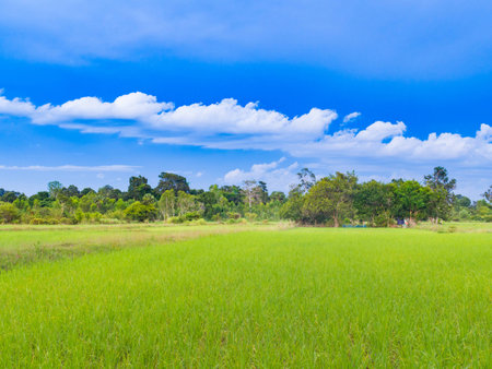 Paddy rice farmの写真素材
