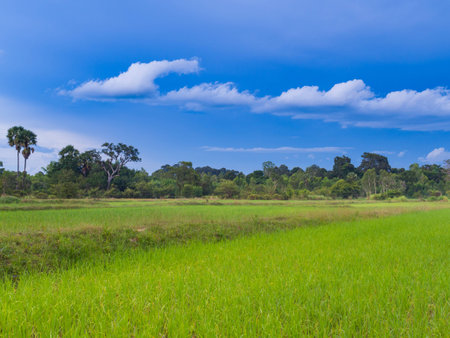 Paddy rice farmの写真素材