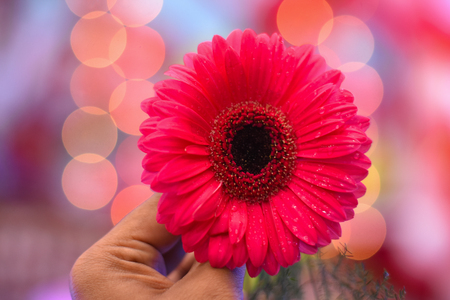 man holding a flower in bokeh background shows the symbol of loveの写真素材