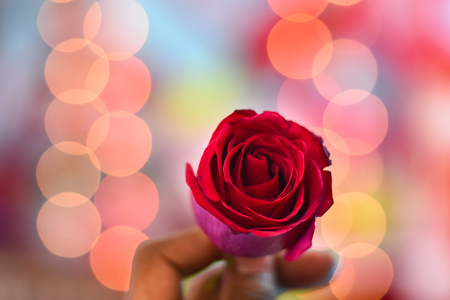 red rose flower is a symbol of valentine day holding by a man in bokeh backgroundの写真素材