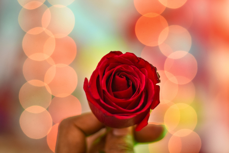 bokeh background of man holding a red roseの写真素材