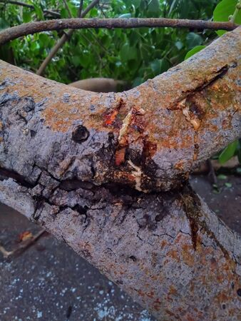 The old colorful And beautiful tree.の写真素材