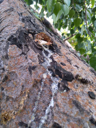 White flux is coming out from the old textured tree..