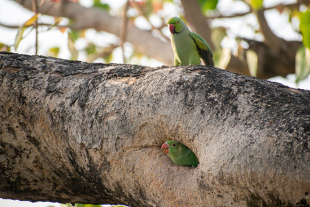 Rose-ringed parakeet (Psittacula krameri)の写真素材