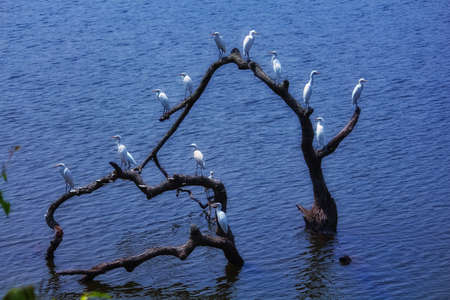White cattle Egrets sitting on a branch in waterの写真素材