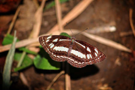 Beautiful common sailor Butterflyの写真素材