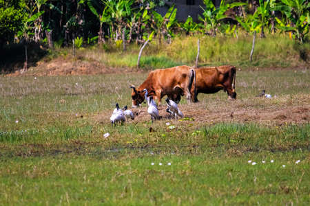 Group of Australian white ibis or African sacred ibis or black headed Ibis in the grass near the lakeの写真素材