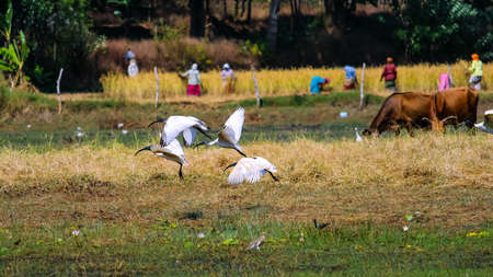 Group of Australian white ibis or African sacred ibis or black headed Ibis in the grass near the lakeの写真素材