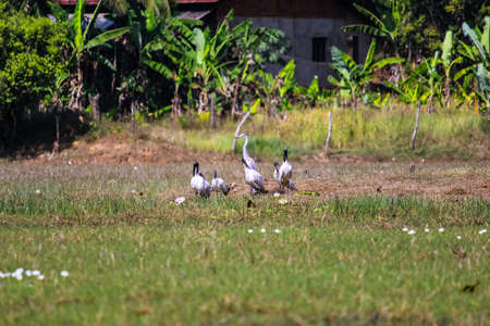 Group of Australian white ibis or African sacred ibis or black headed Ibis in the grass near the lakeの写真素材