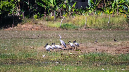 Group of Australian white ibis or African sacred ibis or black headed Ibis in the grass near the lakeの写真素材