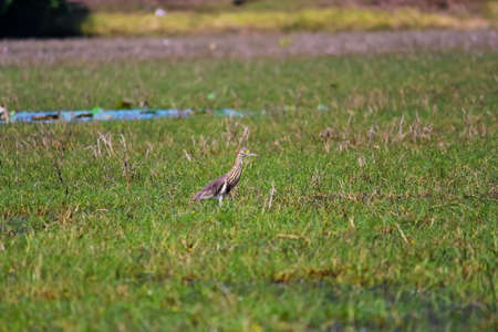 Pond Heron bird in a lakeの写真素材