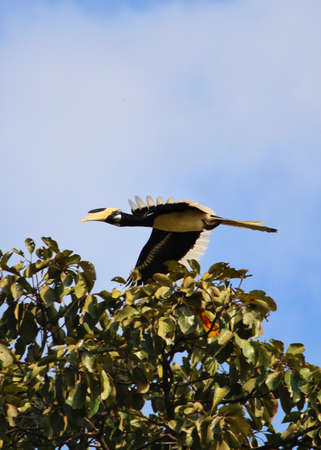 Great Indian Hornbill or great pied hornbill Birdの写真素材