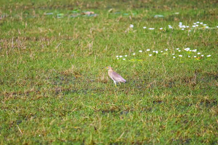 Pond Heron bird in a lakeの写真素材