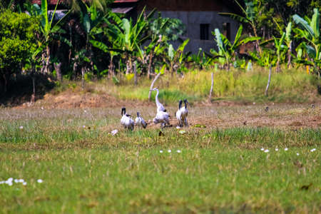 Group of Australian white ibis or African sacred ibis or black headed Ibis in the grass near the lakeの写真素材