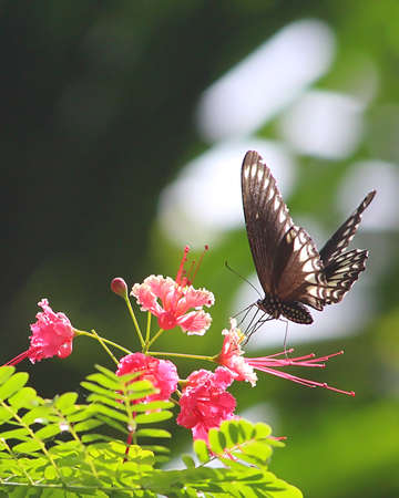Beautiful common sailor Butterflyの写真素材