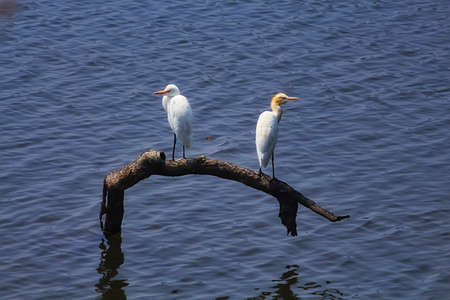 White cattle Egrets sitting on a branch in water