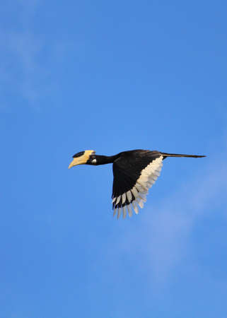 Great Indian Hornbill or great pied hornbill Birdの写真素材