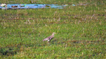 Pond Heron bird in a lakeの写真素材