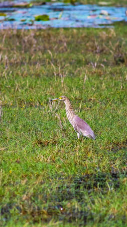 Pond Heron bird in a lakeの写真素材