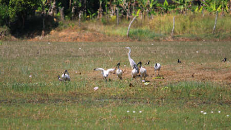 Group of Australian white ibis or African sacred ibis or black headed Ibis in the grass near the lakeの写真素材