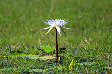 Fragrant water lily or lotus flower in lake with dark blue waterの写真素材