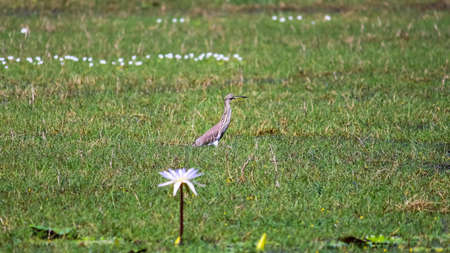 Pond Heron bird in a lakeの写真素材
