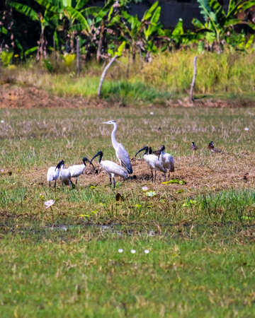 Group of Australian white ibis or African sacred ibis or black headed Ibis in the grass near the lakeの写真素材