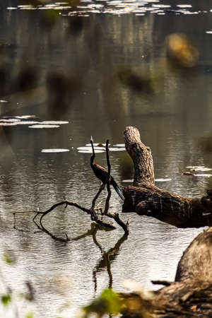 Purple Heron bird sitting on a branch at a distanceの写真素材