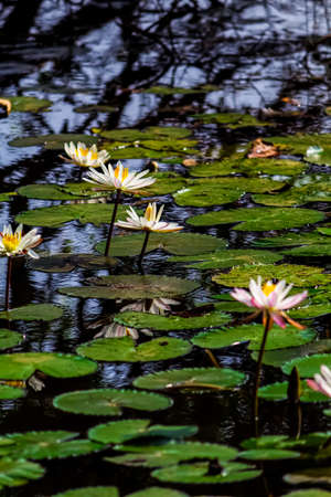 Fragrant water lily or lotus flower in lake waterの写真素材
