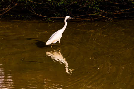 Beautiful Eastern great egret birdの写真素材