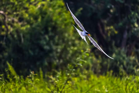 Beautiful small black fronted tern flyingの写真素材
