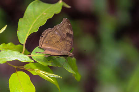 Beautiful butterfly on plantの写真素材