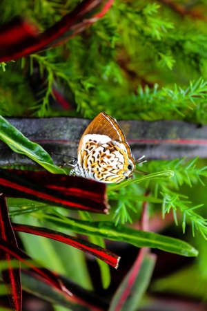 Beautiful butterfly on plantの写真素材