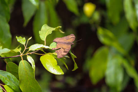 Beautiful butterfly on plantの写真素材