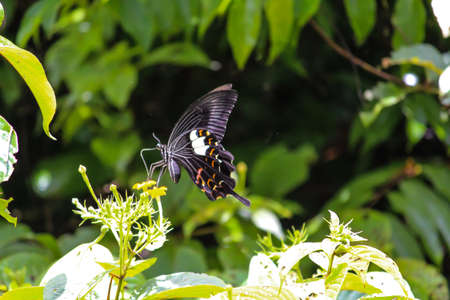 Beautiful butterfly on plantの写真素材